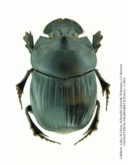 Copris hispanus hispanus, femmina